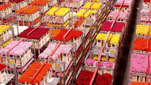 Les marchés floraux de Royal FloraHolland commercialisent en moyenne 30 millions de fleurs et plantes par jour. (c) OHF